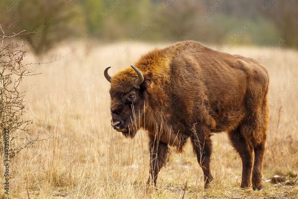 majestic European bison (Bison bonasus) runs across the plain in the wilderness majestic European bison (Bison bonasus) runs across the plain in the wilderness