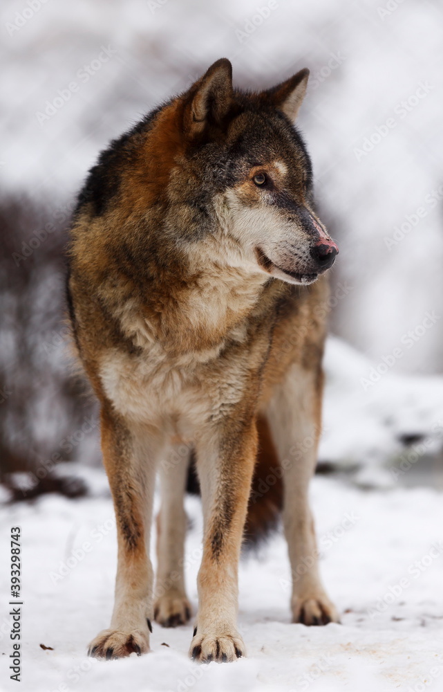 male gray wolf (Canis lupus) portrait close up with snow in winter male gray wolf (Canis lupus) portrait close up with snow in winter