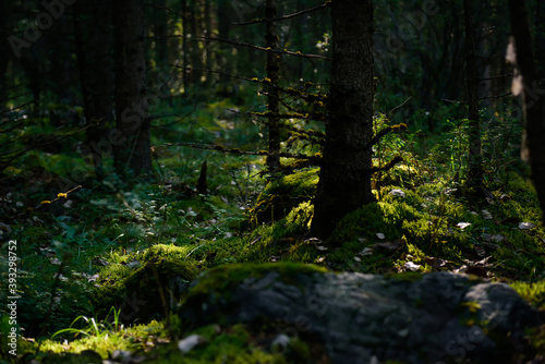 Fototapeta Naklejka Na Ścianę i Meble -  Green moist undergrowth in summer forest, permeated with sunlight. Wet moss, grassy soil, twilight of the taiga morning. Plant background.