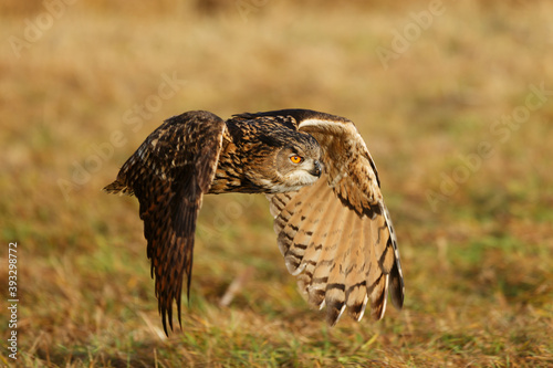 male Eurasian eagle-owl (Bubo bubo) flies low above the ground, looking for a place to sit