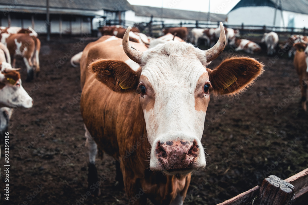 Cows on the form. Milk, meat production. Household animals. Cows on the form. Milk, meat production. Household animals.