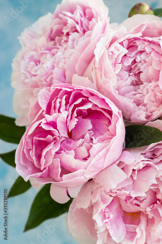 Beautiful pink peony flowers on blue stone background. Close up. Top view. Flower background.