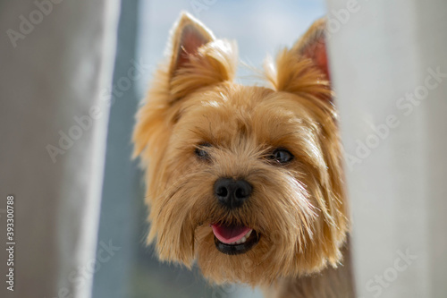 Happy dog portrait at home. Cute puppy © KoT photo