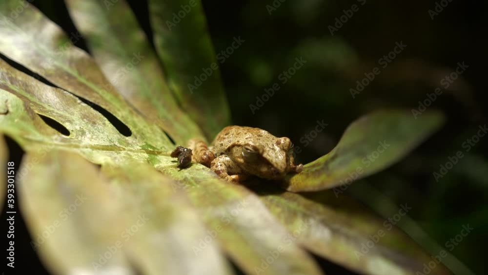 Hand held shot of a sleeping tree frog on a large leaf in the rainforest 4k Hand held shot of a sleeping tree frog on a large leaf in the rainforest 4k