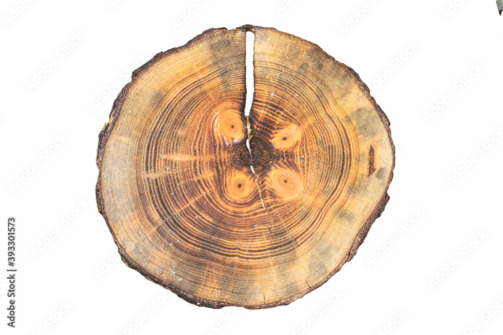 Section of a larch trunk with growth rings isolated on a white background. Section of a larch trunk with growth rings isolated on a white background.