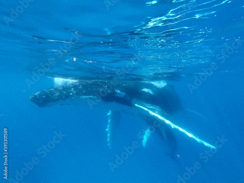 humpback whales © grace