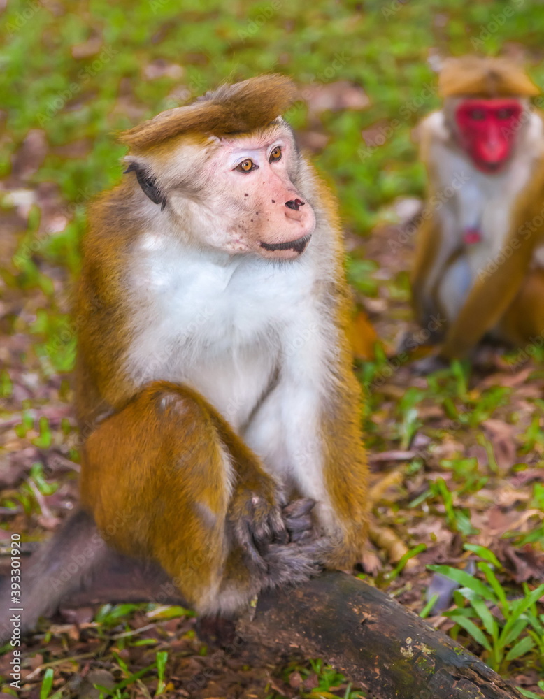 Fototapeta premium Ceylon monkeys, looking surprised look