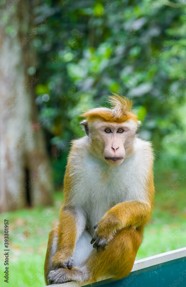 Obraz premium Ceylon monkeys, looking surprised look