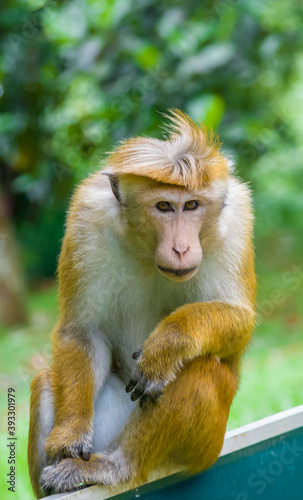 Ceylon monkeys, looking surprised look © Александр Коликов