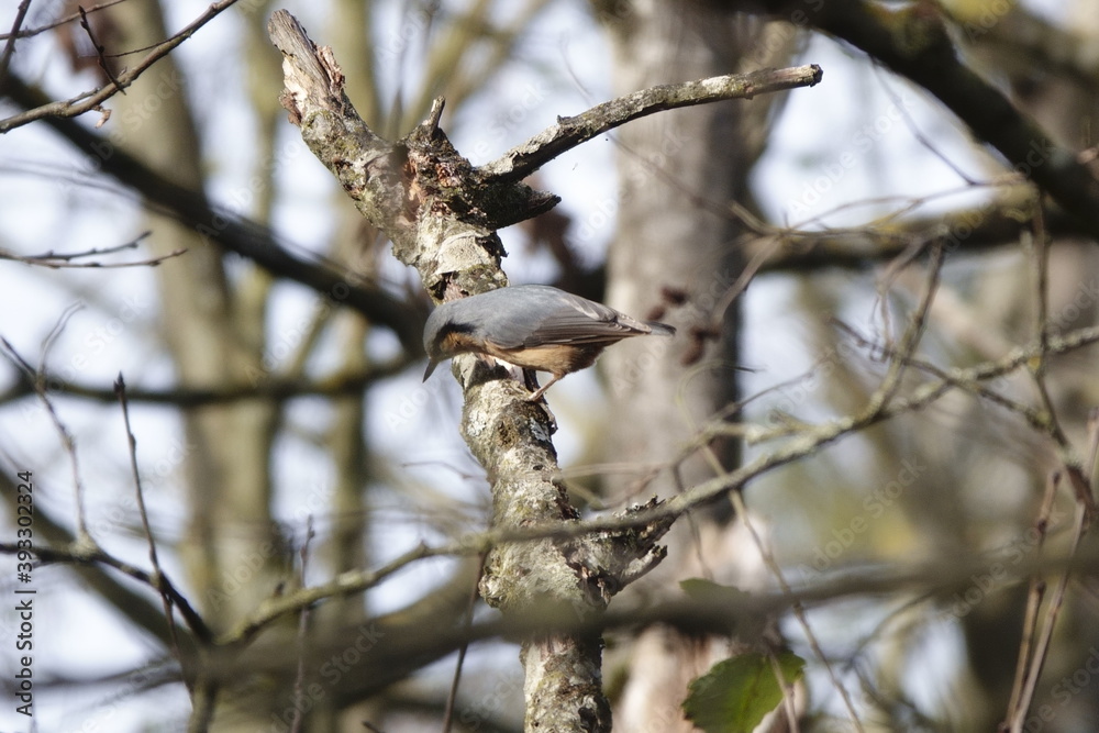 Kleiber / nuthatch