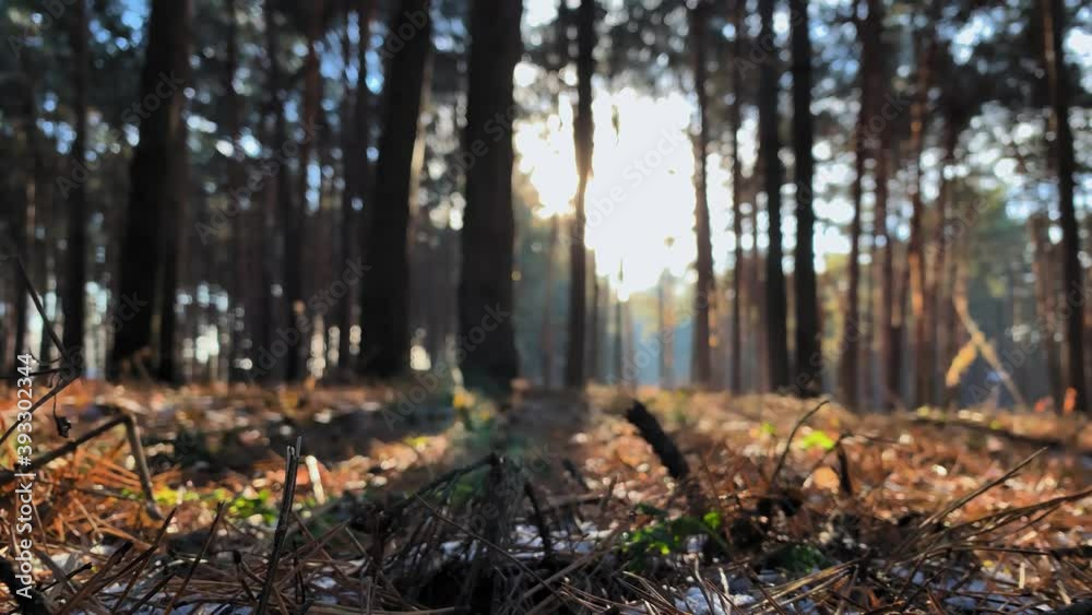 Slow-motion. Dolly shot. Magical winter forest. Blizzard in the evergreen forest.Trees crowns and sun rays. Sunlight peeking through the trees. Snow falling. Forest 4k UHD stock video Slow-motion. Dolly shot. Magical winter forest. Blizzard in the evergreen forest.Trees crowns and sun rays. Sunlight peeking through the trees. Snow falling. Forest 4k UHD stock video