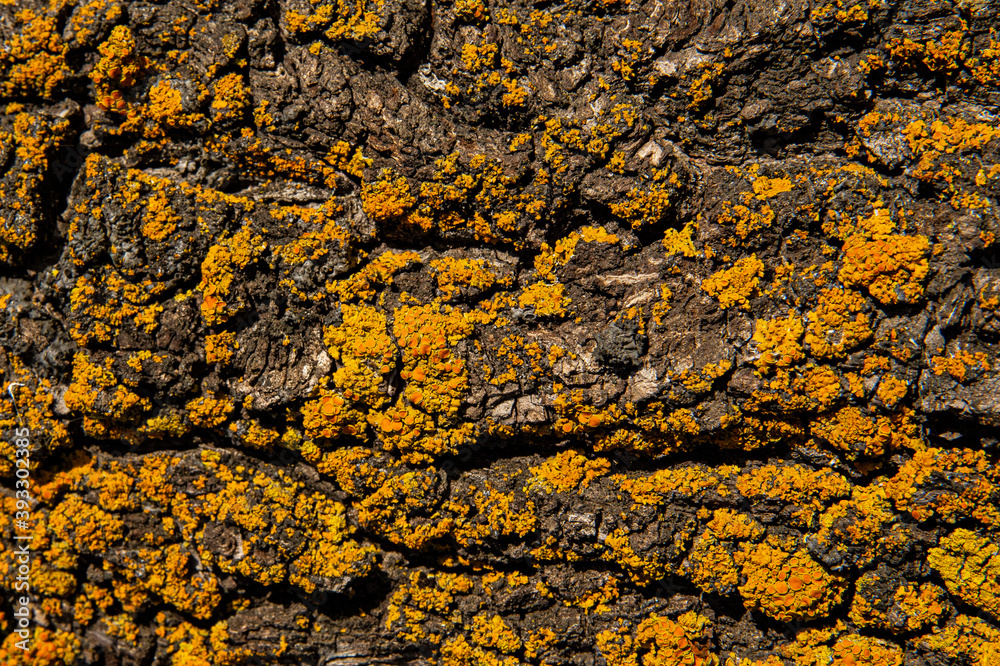 the bark wood texture is yellow from mold and mildew