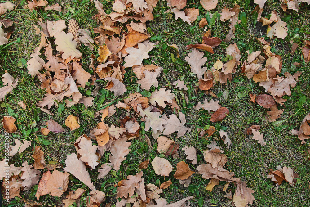 autumn yellow leaves on grass autumn yellow leaves on grass