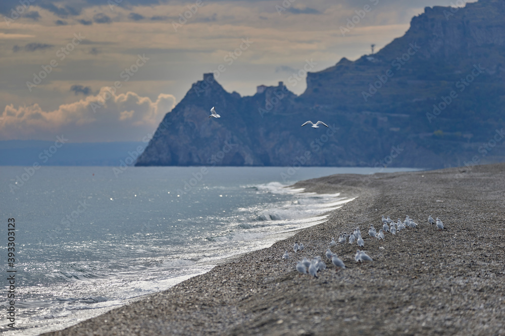 seagulls in flight over the beach of Taormina with the Rocca di Sant'Alessio behind on an autumn day, with calm sea