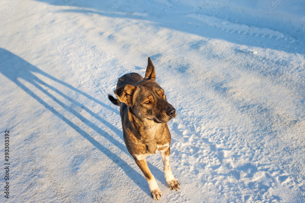 The dog in the winter on snow background The dog in the winter on snow background