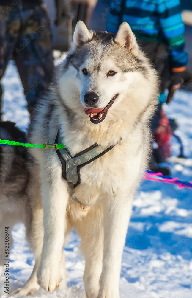 Husky dog sledding in winter