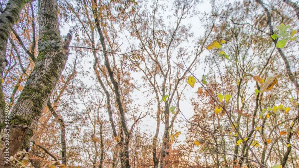 Autumn deciduous forest. City Park. Stavropol. Caucasus. Autumn deciduous forest. City Park. Stavropol. Caucasus.
