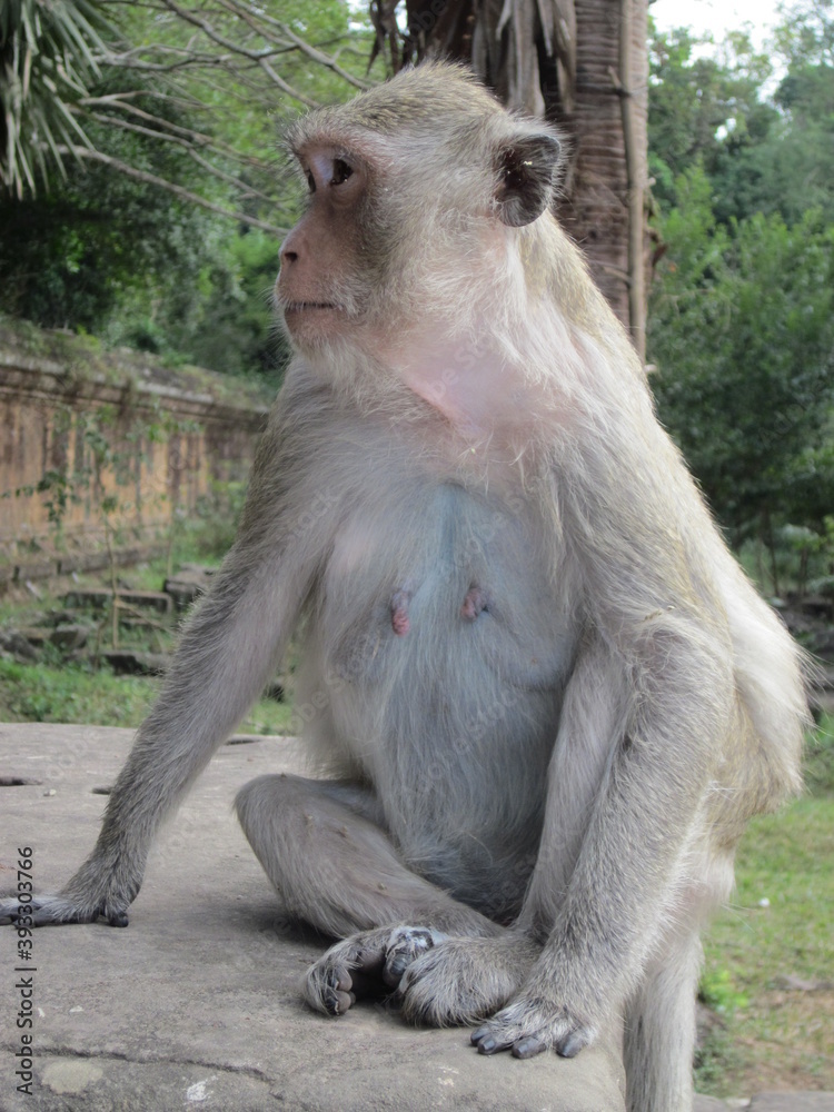 Fototapeta premium Portrait of a macaque