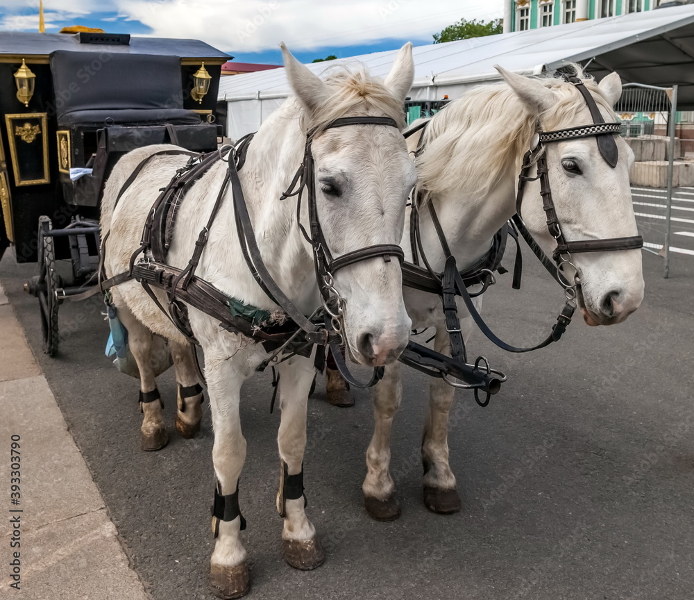 Two white horses harnessed to a carriage in the background of the city