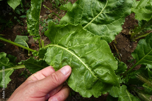 fresh chard plant, leaves of chard plant in the garden in season,