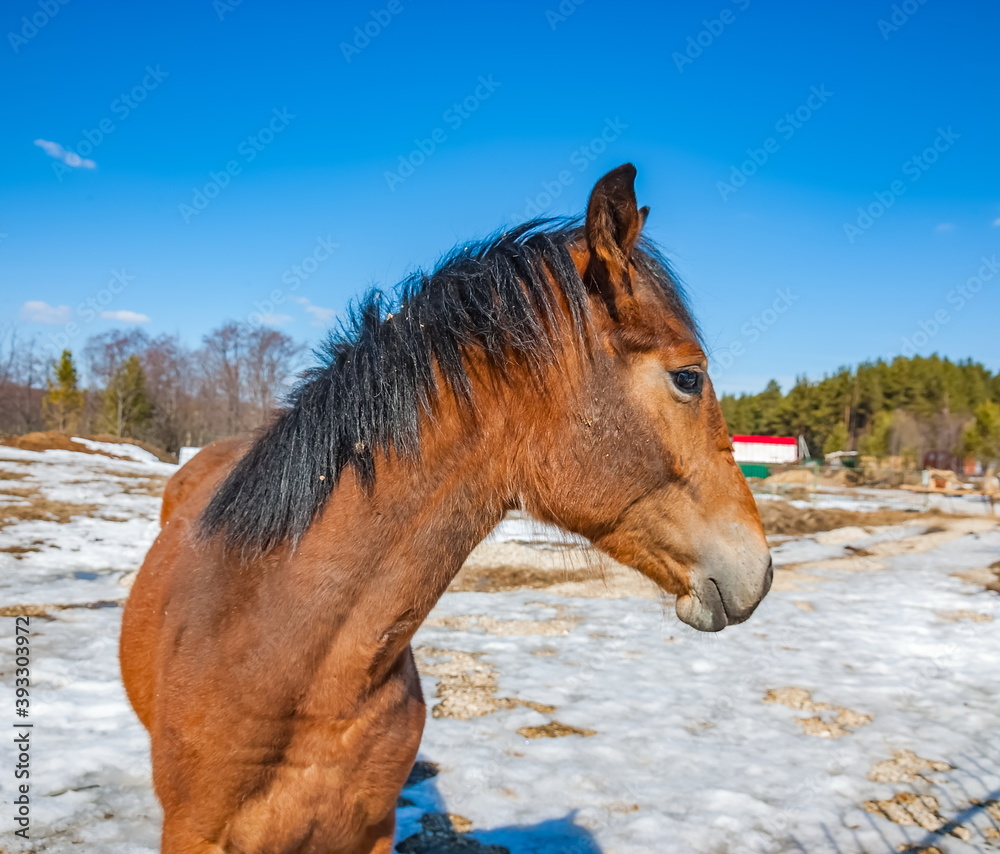 Fototapeta premium Horse head closeup on background of blue sky and of the earth with the snow in the spring
