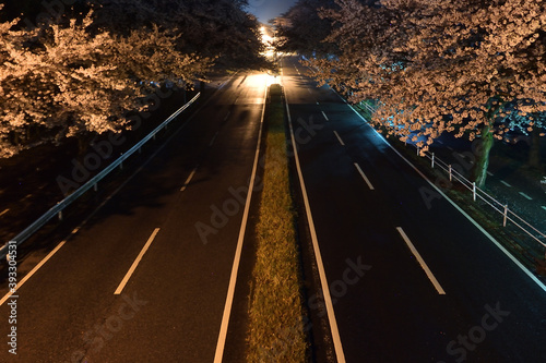 Cherry flowers blossom beside road