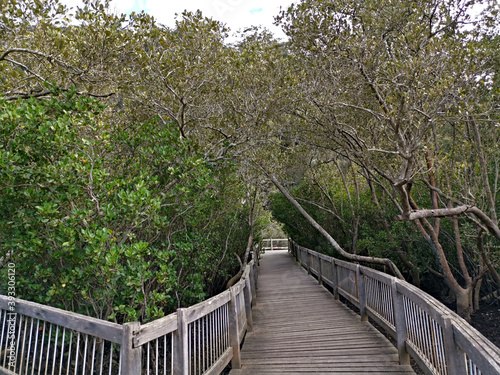 Beautiful view of boardwalk in the mangrove forest, Bobbin Head, Ku-ring-gai Chase National Park, Sydney, New South Wales, Australia 