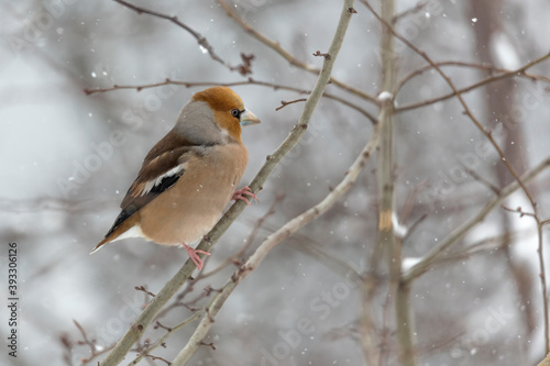A beautiful hawfinch male under snowflakes (Coccothraustes coccothraustes)  © manuel
