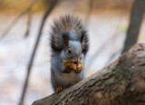 squirrel in autumn forest