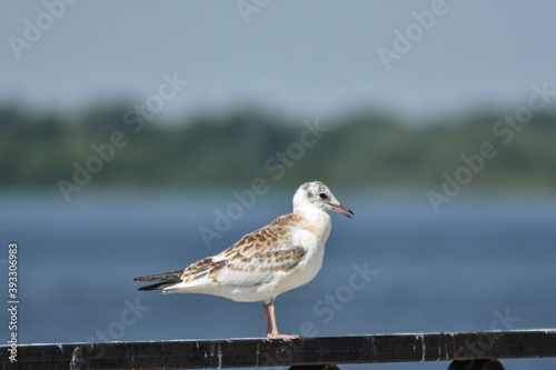 seagull on the Volga embankment