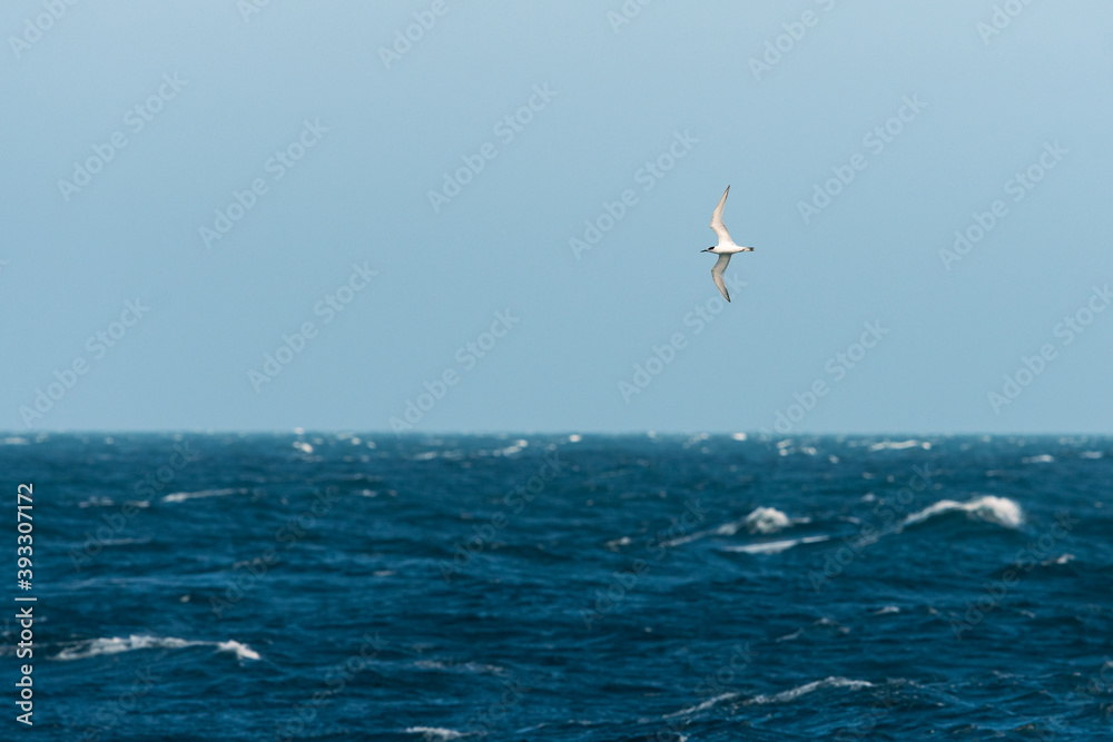 A Northern Gannet in flight on a sunny day summer