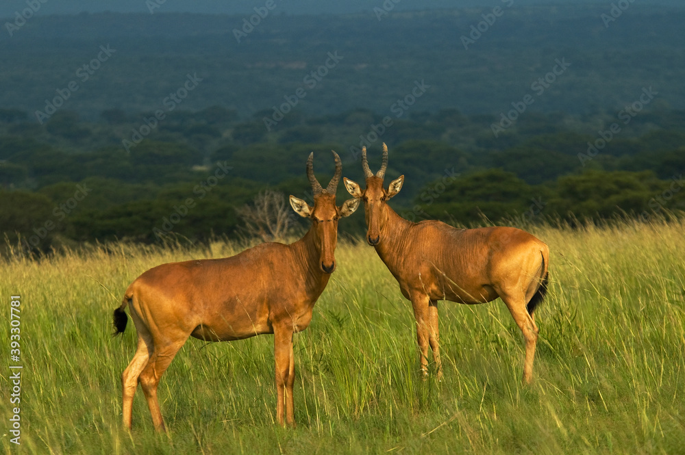 Hartenbeest, Hartenbeest, Alcelaphus buselaphus Hartenbeest, Hartenbeest, Alcelaphus buselaphus