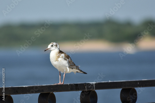 seagull on the Volga embankment