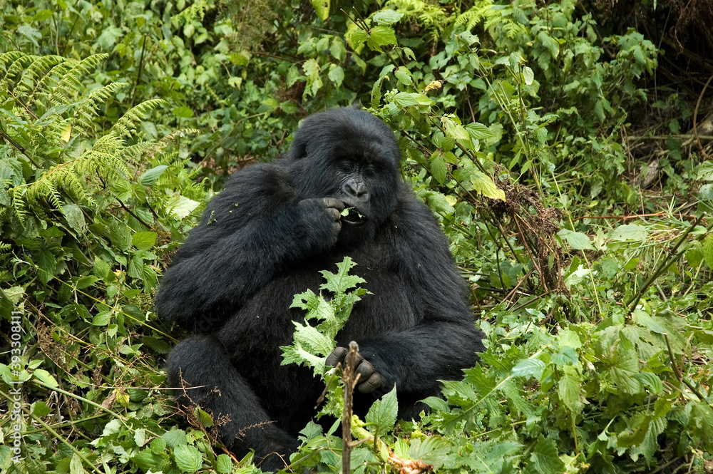 Obraz premium Mountain Gorilla, berggorilla, Gorilla beringei