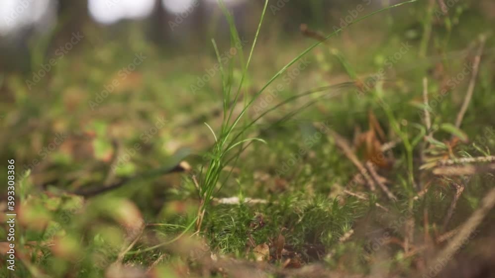 A hand picking a chanterelle mushroom from the grassy forest ground A hand picking a chanterelle mushroom from the grassy forest ground