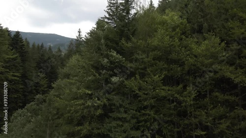 Flying up from inside forest to reveal hills and valleys covered in pine forest on a cloudy day photo