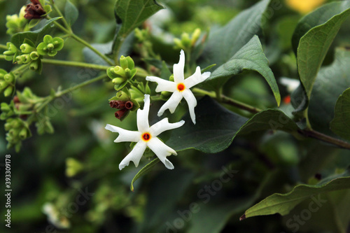 Nyctanthes arbor-tristis, the night-flowering jasmine or parijat flowers display with selective focus and green nature around.