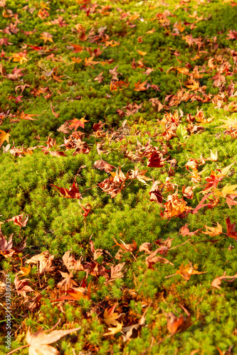 Fallen maple leaves on green moss in Japan in autumn