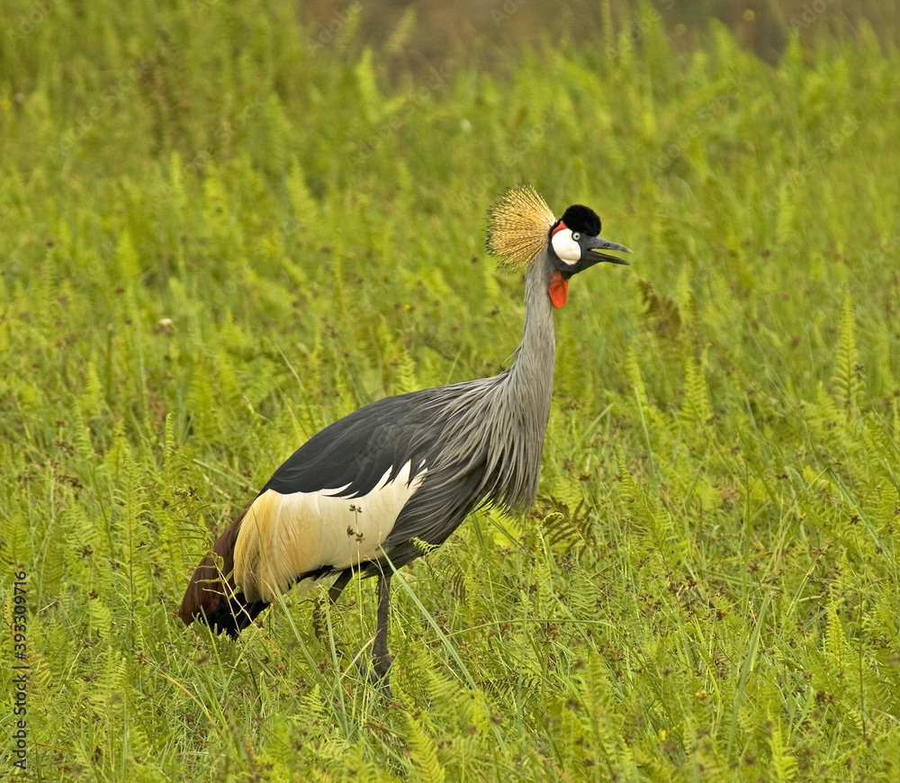 Naklejka premium Grey Crowned-Crane, Grijze Kroonkraan, Balearica regulorum
