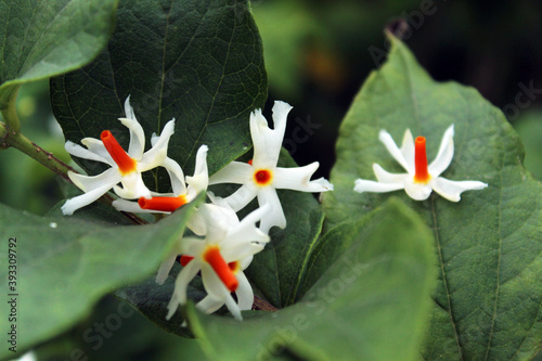 Nyctanthes arbor-tristis, the night-flowering jasmine or parijat flowers display with selective focus and green nature around. photo