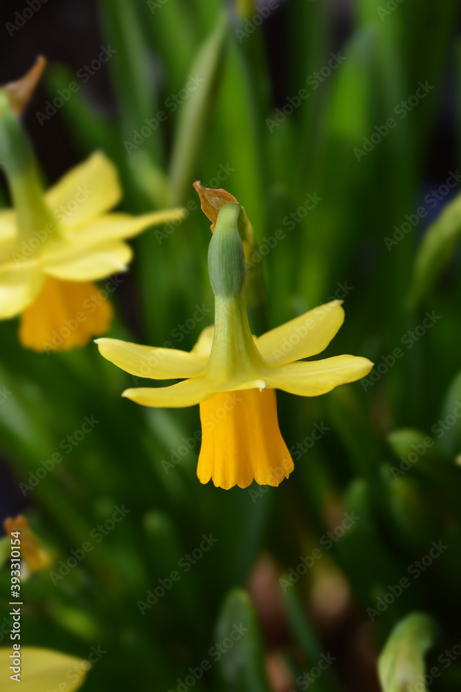 Obraz premium Daffodil Tete a Tete
