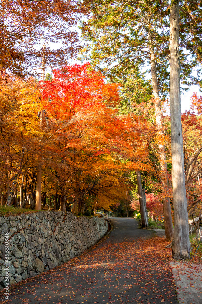 Naklejka premium Autumn colors at the Japanese garden of Choan-ji temple in Fukuchiyama city, Kyoto, Japan