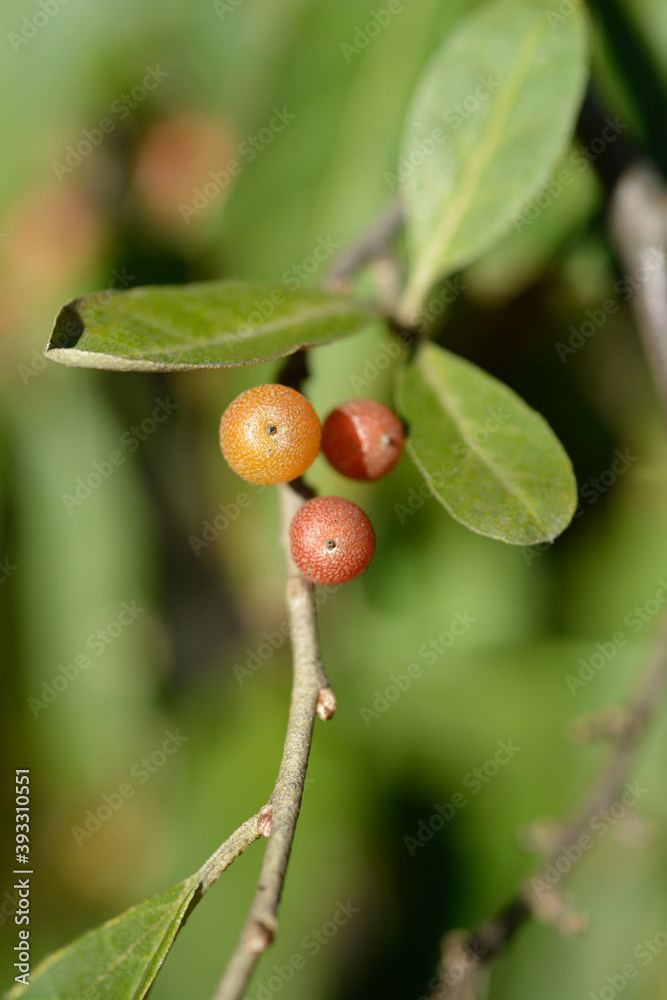 Fototapeta premium Autumn olive
