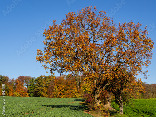 Sch  ner Baum mit Wald im Hintergrund in sch  nen  bunten Herbstfarben