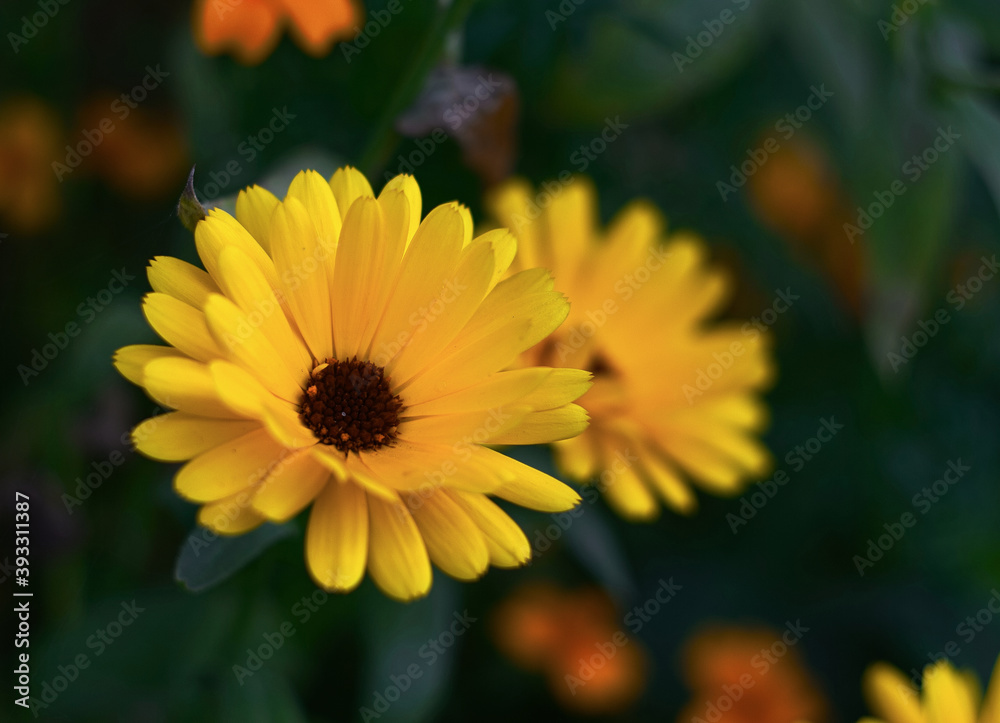 Fototapeta premium Flower