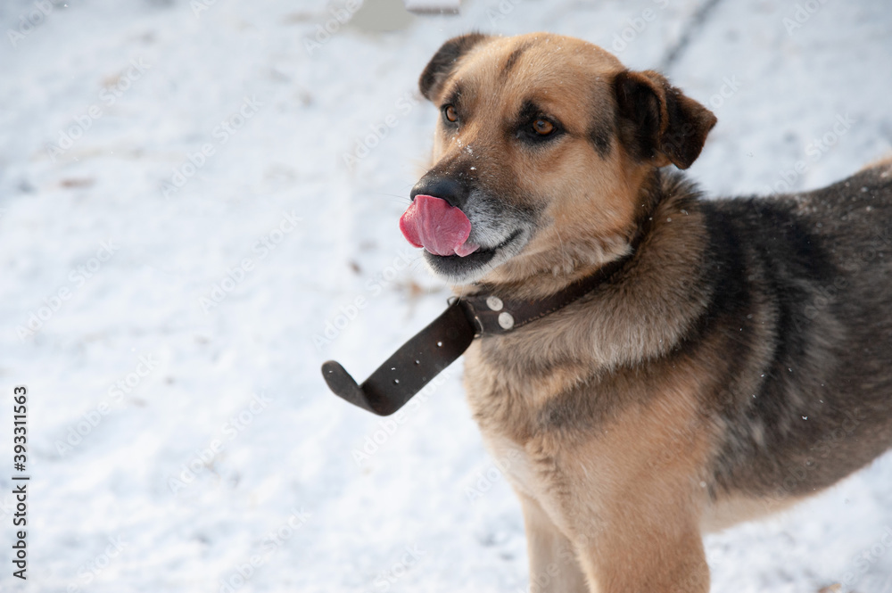 beautiful dog stuck out her tongue in winter weather