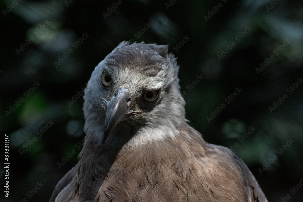 close up of grey headed fish eagle