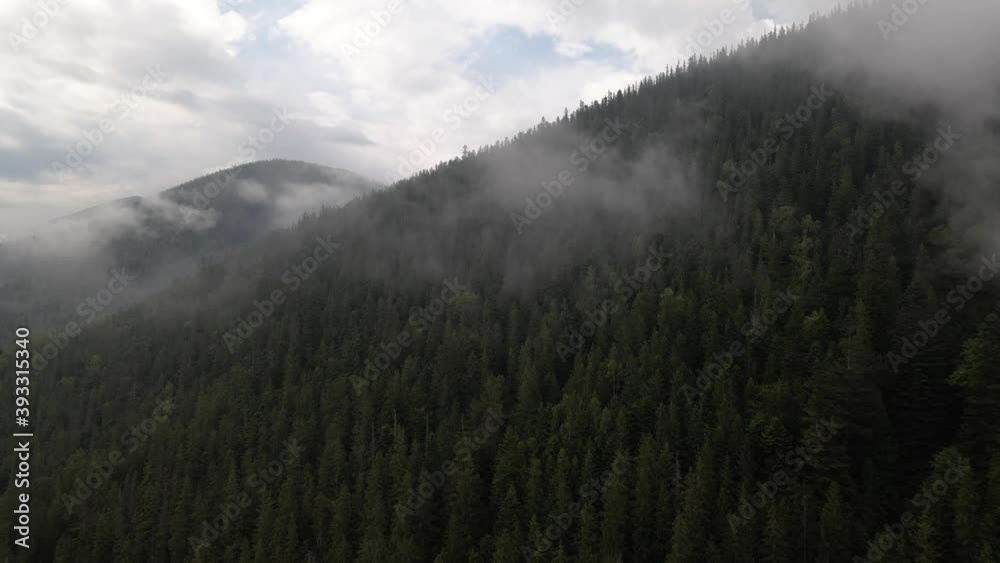 Flying over a hillside covered by pine forest with low hanging whispy clouds Flying over a hillside covered by pine forest with low hanging whispy clouds