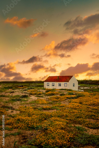 Abandoned house in the sunset, orange flower field