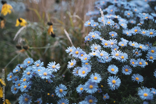Selective focus shot of aster flowers photo